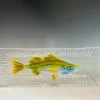 9x24 Striped Bass Platter